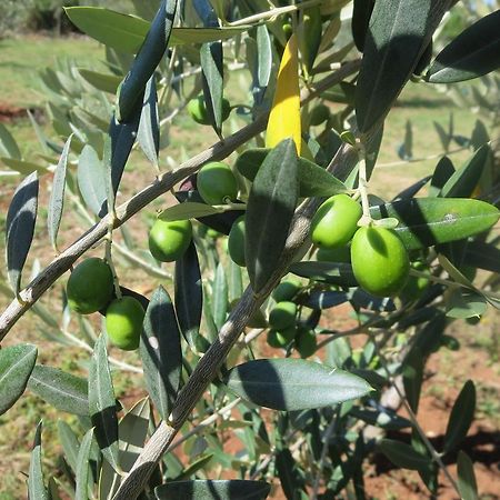Apartment Parenzana Πόρετς Εξωτερικό φωτογραφία